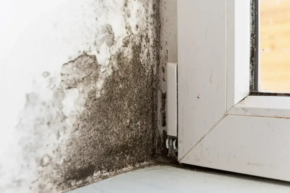 Willis's Trusted Water Extraction & Mitigation Experts — Willis, TX